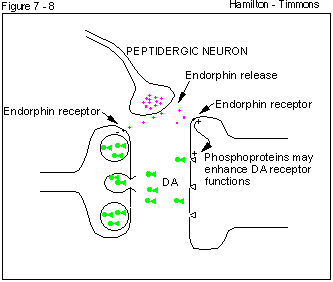endorphin receptors