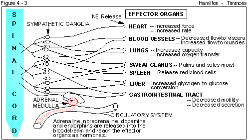 Figure 4 - 3