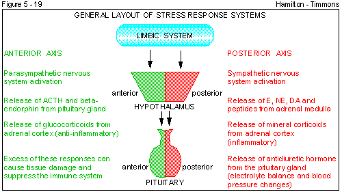 Figure 5 - 19