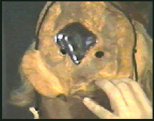 EarthSinger